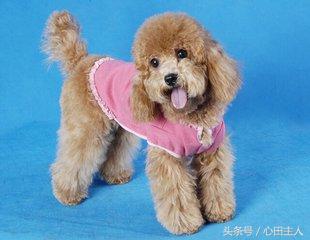 泰迪小型犬适合家养的，家养最佳选择的犬种