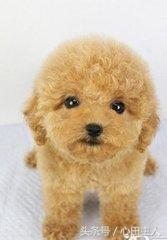 泰迪小型犬适合家养的，家养最佳选择的犬种