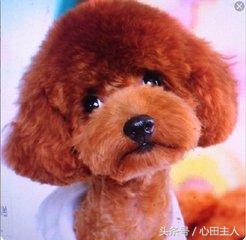 泰迪小型犬适合家养的，家养最佳选择的犬种