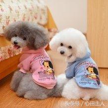 泰迪小型犬适合家养的，家养最佳选择的犬种