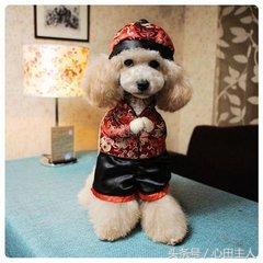 泰迪小型犬适合家养的，家养最佳选择的犬种