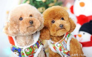 泰迪小型犬适合家养的，家养最佳选择的犬种