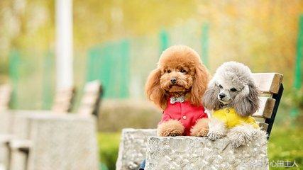 泰迪小型犬适合家养的，家养最佳选择的犬种