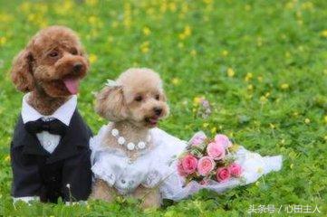 泰迪小型犬适合家养的，家养最佳选择的犬种