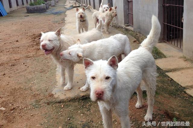 猎犬中最好的品种，国外十种顶级猎犬