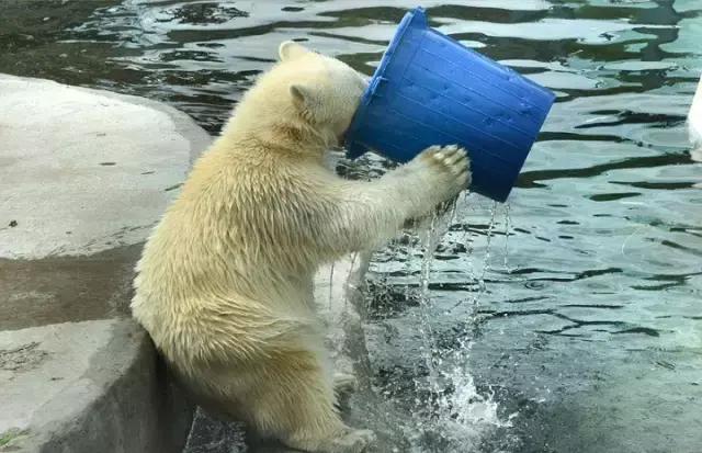 健身吃的水煮鸡胸肉要怎么做，健身人士最爱的即食鸡胸肉