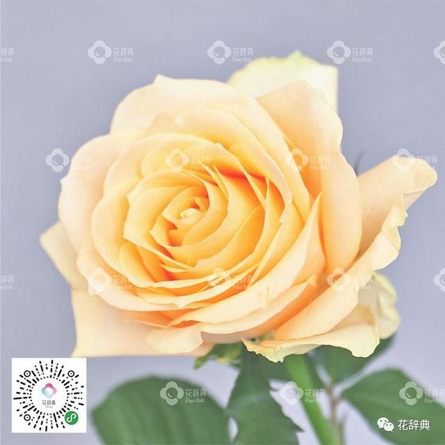 花店鲜花种类介绍，花店常用鲜花大全，你都认识吗