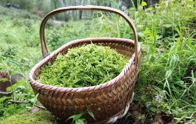黄山毛峰是绿茶还是什么茶，黄山毛峰名山名茶名天下