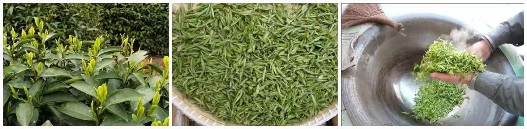黄山毛峰是绿茶还是什么茶，黄山毛峰名山名茶名天下