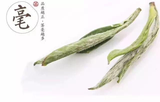 黄山毛峰是绿茶还是什么茶，黄山毛峰名山名茶名天下