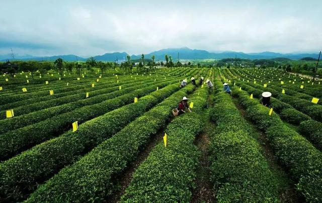 黄山毛峰是绿茶还是什么茶，黄山毛峰名山名茶名天下