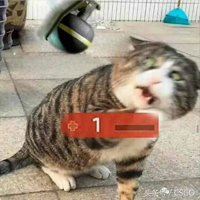 csgo表情包，csgo表情包沙雕（里约Major特别篇）