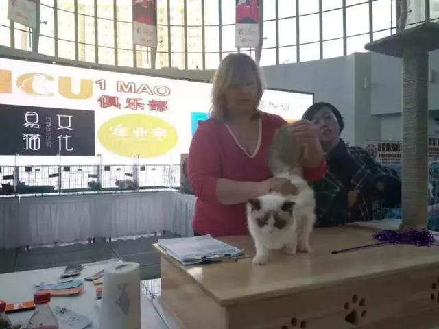 猫展，贵族猫展