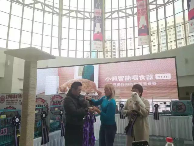 猫展，贵族猫展