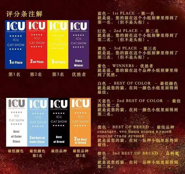 猫展，贵族猫展
