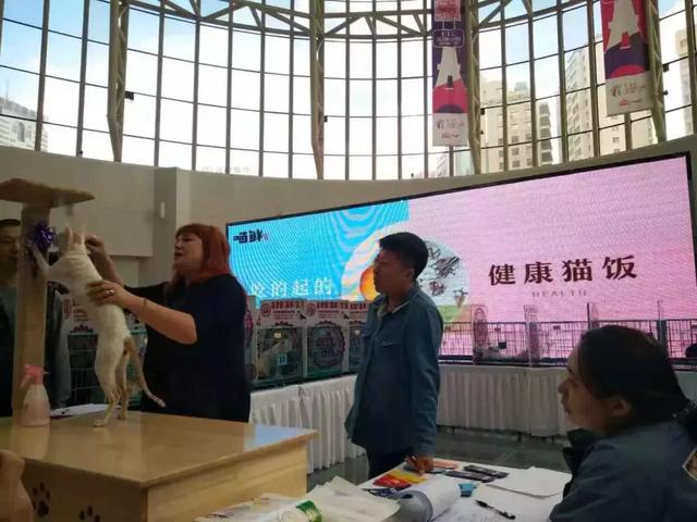 猫展，贵族猫展