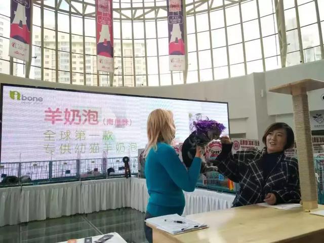 猫展，贵族猫展