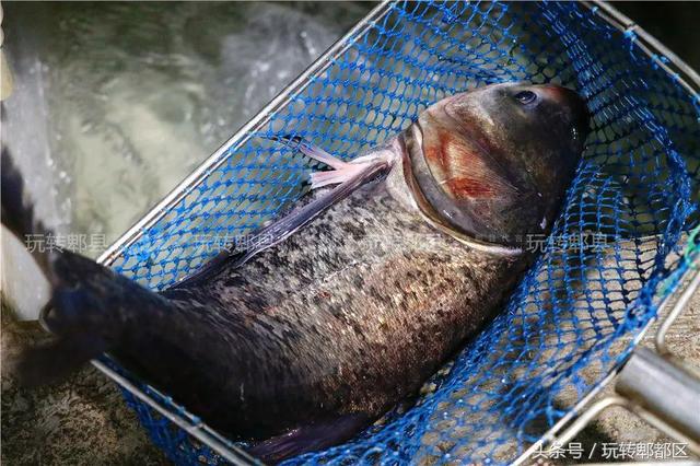 徽州最好吃的浆水鱼，藏在水乡古镇里的苗苗鱼