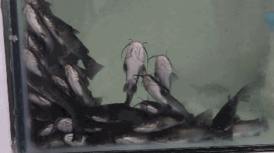 徽州最好吃的浆水鱼，藏在水乡古镇里的苗苗鱼