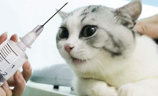 猫咪最害怕的是什么东西，家里的猫咪最害怕这些