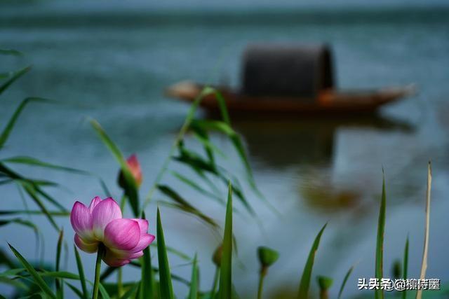 荷花拍照10个技巧，帮你把荷花拍得不一般