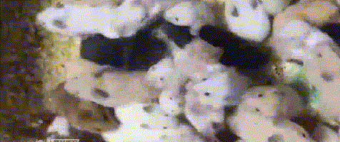 一只仓鼠能活多久，一只仓鼠能养几年