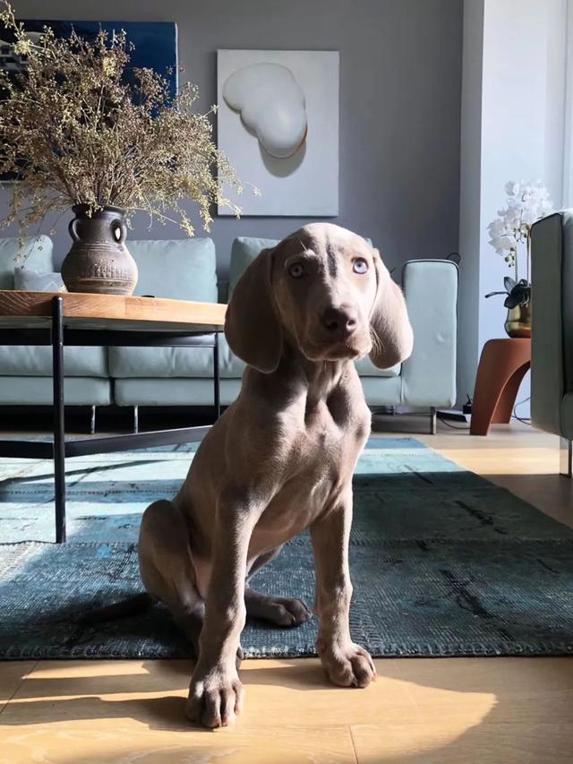 上海妈妈有房不住，20年不断租房搬家：重新装修很上瘾