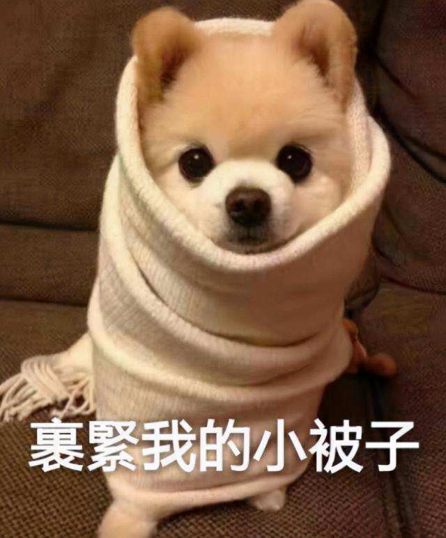 寓意好的狗狗名字，寓意吉祥的狗名字大全