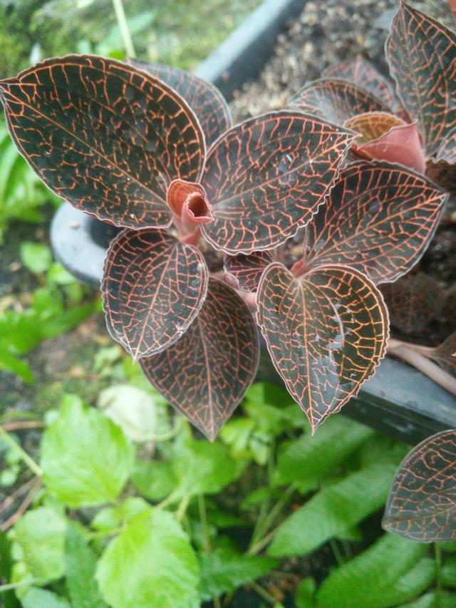 野生与种植的金线莲功效区别，金线莲栽培品和金线莲野生品的区别秘密