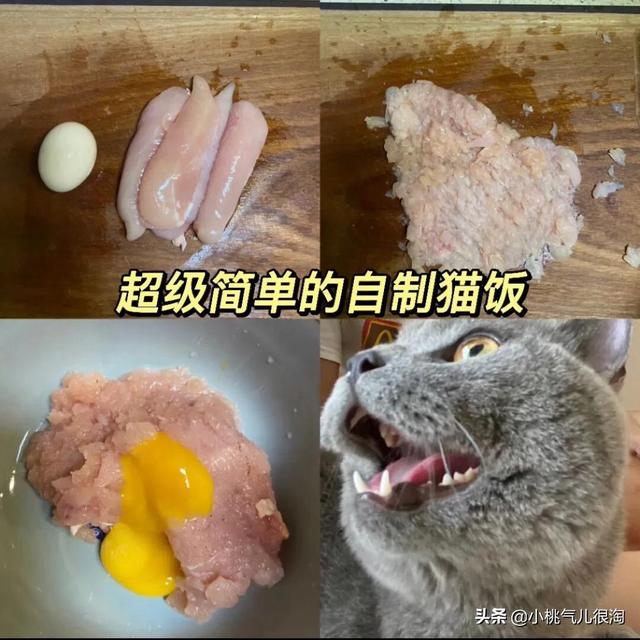 超简单的自制猫饭，幼猫饭自制（宠物托运知识，自制猫饭）