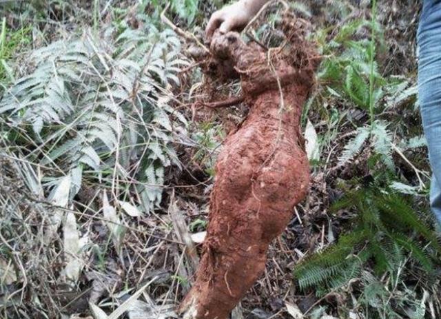 野葛的种类及功效，在农村田野边有1种
