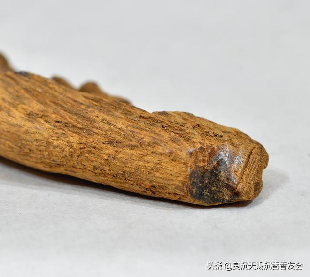 怎样辨认奇楠沉香树，比奇楠还稀少的