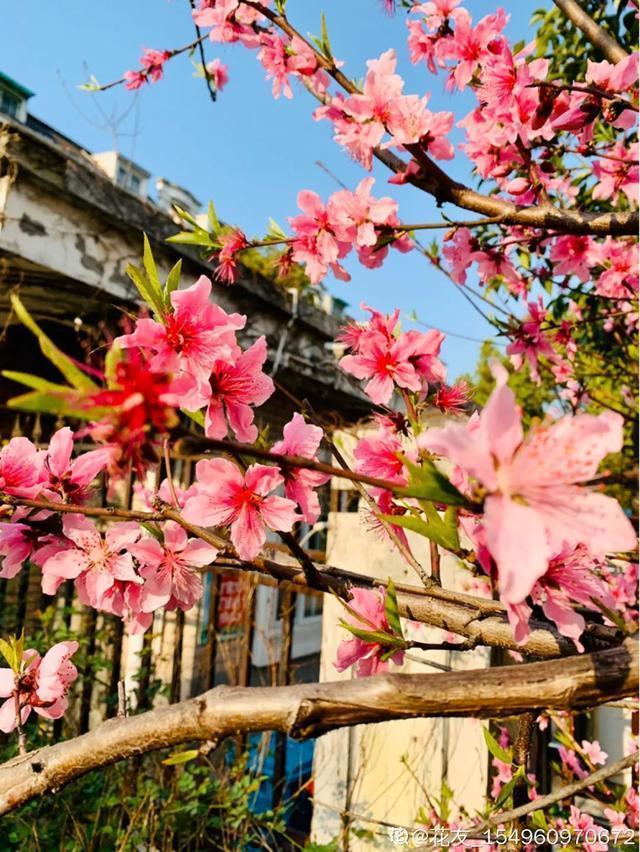 春夏秋冬四季什么花好看，这十种花几乎一年四季都开花