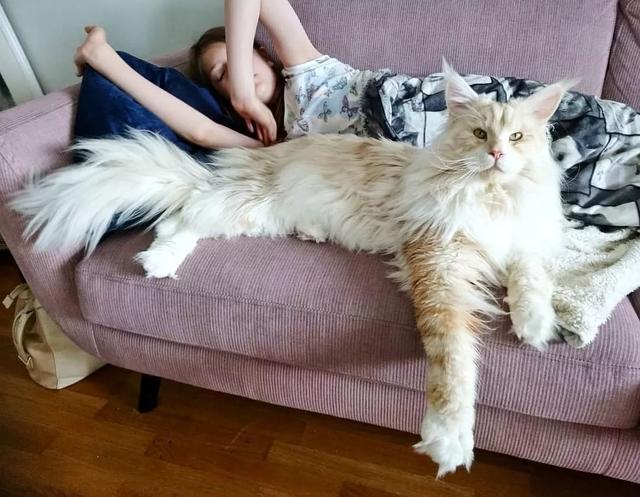什么猫比较温柔粘人又好养，养猫首选这几种猫