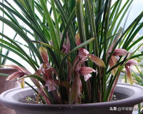 兰花不开花抓住2个，兰花怎么开花快速爆盆