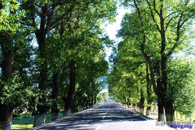 新都桥草原风景，新都桥—塔公草原—雅砻江河谷——迷人的夏季风光