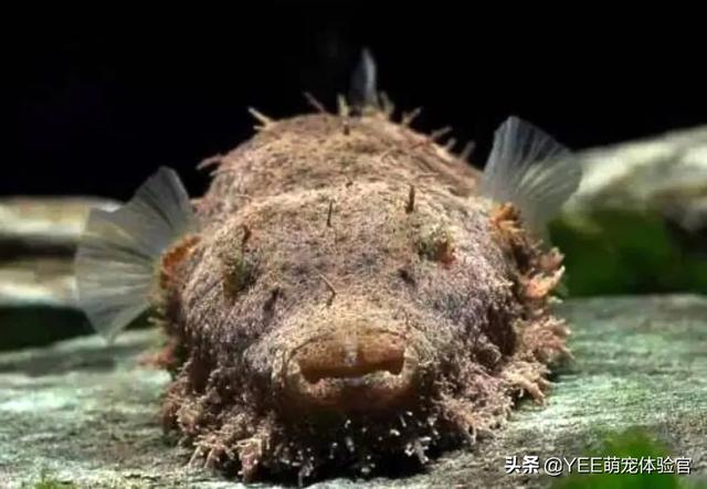 湄公河巨型鲶鱼，湄公河巨型鲶鱼介绍（体重292斤、体长超180cm）