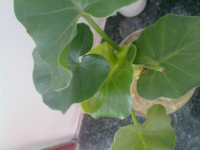 滴水观音开花寓意着什么，花语是志同道合