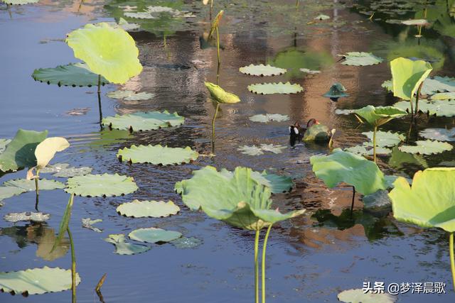 野鸭有飞翔能力吗，天上飞水中潜地面走