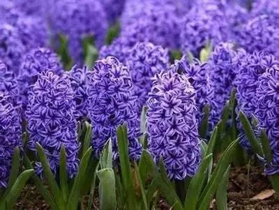 花语代表治愈的花，100种花的花语养养眼