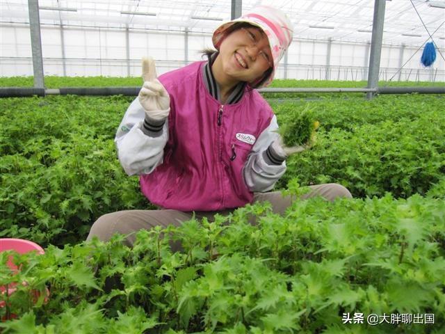 赴日工作的几种签证类型，赴日工作的几大常见工作签证