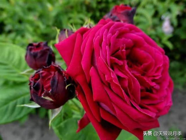 颜值高花期长的月季，七种优秀盆栽月季