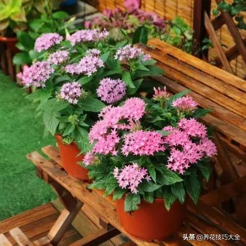 四季开花的花卉，十种四季开花的花卉有哪些（俏丽多姿的花卉）