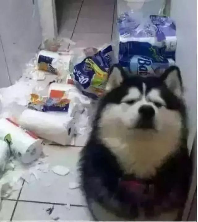 哪些狗狗性格温顺又便宜智商高，公认傻狗排行榜