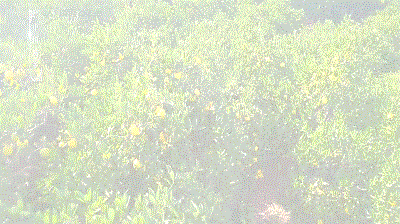 最好吃的柚子是葡萄柚吗，天微凉品柚香为何百年柚树结的梁平柚这般甜