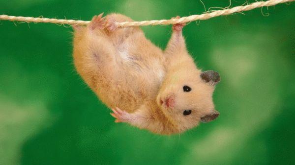 世界上最萌的仓鼠品种，世界上最可爱的仓鼠