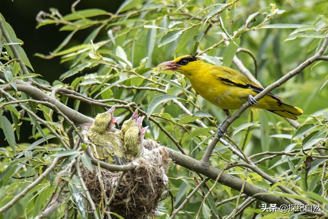 各种黄鹂鸟的各种叫声，大自然的小小精灵——黄鹂鸟