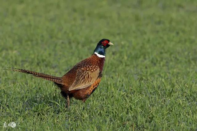 各国国鸟有哪些，世界各国国鸟大全