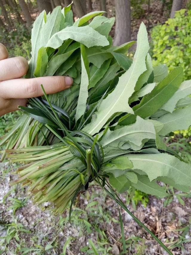 这32种常见可食用的野菜，这6种野菜农村最热门