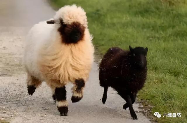可爱又可以在家养的羊是什么羊，一种让人看不见五官的羊